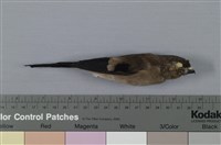 藏品(褐鷽)的圖片